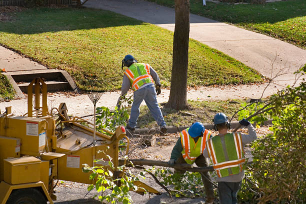  Greendale, IN Tree Removal and Landscaping Services Pros